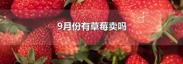 9月份有草莓卖吗