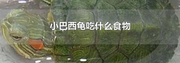 小巴西龟吃什么食物