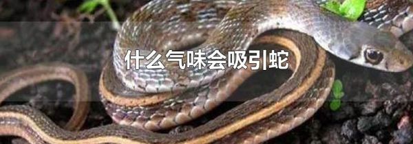 什么气味会吸引蛇