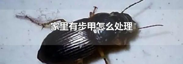 家里有步甲怎么处理
