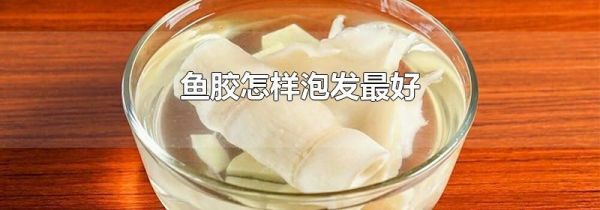 鱼胶怎样泡发最好