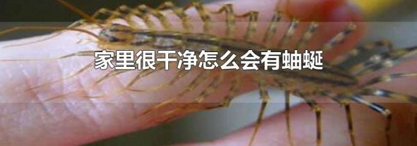 家里很干净怎么会有蚰蜒