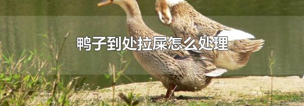 鸭子到处拉屎怎么处理