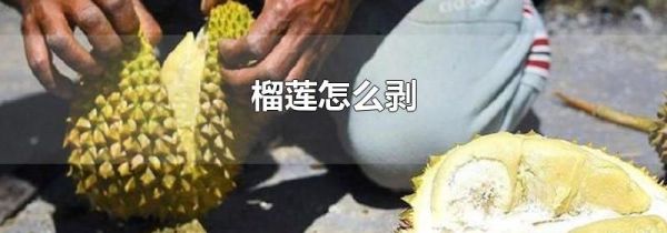 榴莲怎么剥