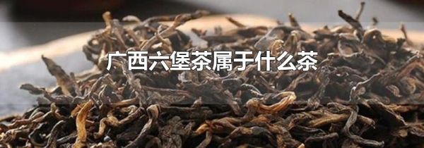 广西六堡茶属于什么茶