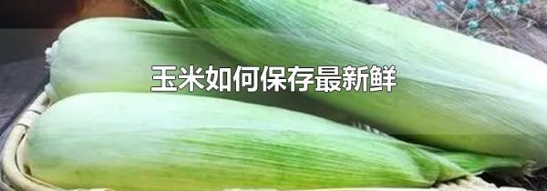 玉米如何保存最新鲜