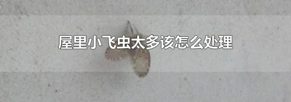 屋里小飞虫太多该怎么处理