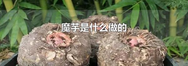 魔芋是什么做的