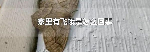 家里有飞蛾是怎么回事