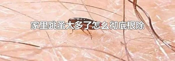 家里跳蚤太多了怎么彻底根除