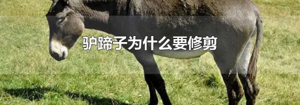驴蹄子为什么要修剪