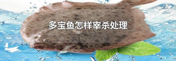 多宝鱼怎样宰杀处理