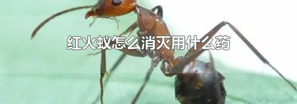 红火蚁怎么消灭用什么药