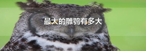 最大的雕鸮有多大