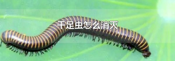 千足虫怎么消灭
