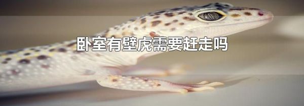 卧室有壁虎需要赶走吗