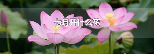 七月开什么花