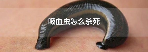 吸血虫怎么杀死