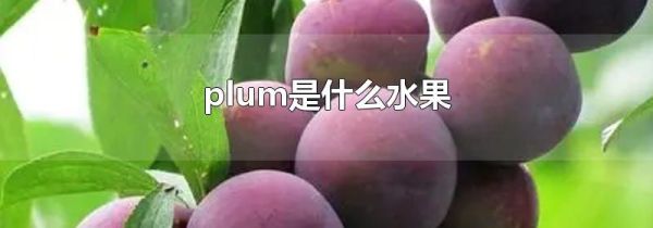 plum是什么水果