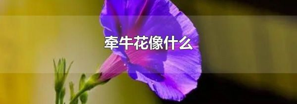 牵牛花像什么