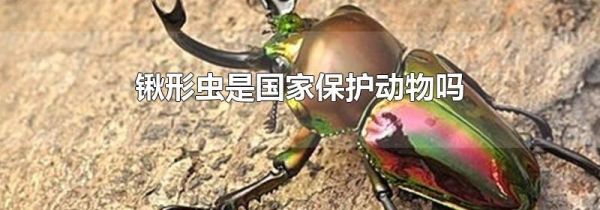 锹形虫是国家保护动物吗