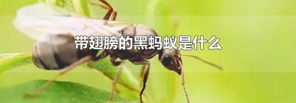 带翅膀的黑蚂蚁是什么