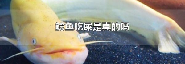 鲶鱼吃屎是真的吗