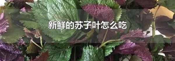 新鲜的苏子叶怎么吃