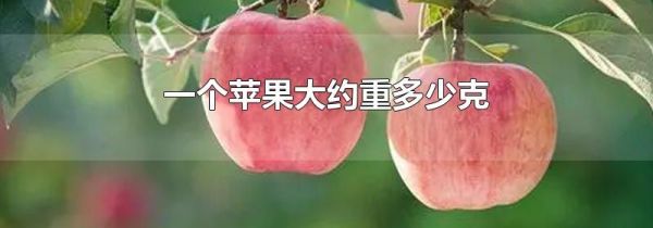 一个苹果大约重多少克
