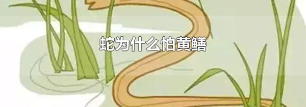 蛇为什么怕黄鳝