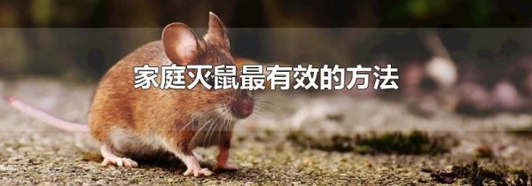 家庭灭鼠最有效的方法
