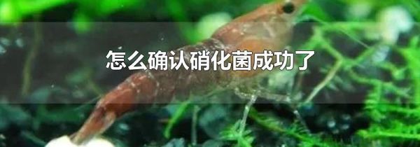 怎么确认硝化菌成功了