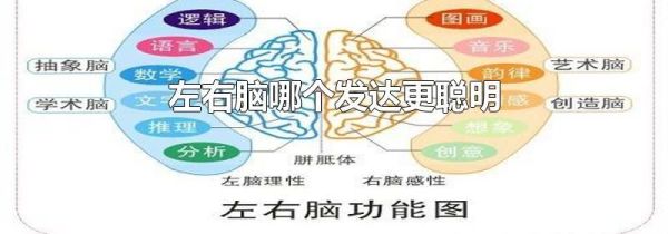 左右脑哪个发达更聪明