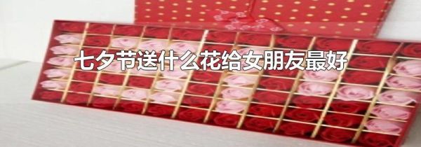 七夕节送什么花给女朋友最好