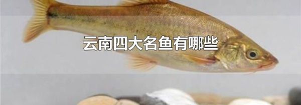 云南四大名鱼有哪些