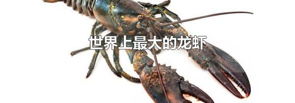 世界上最大的龙虾