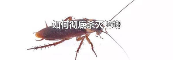 如何彻底杀灭蟑螂