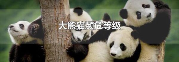 大熊猫濒危等级