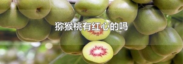 猕猴桃有红心的吗