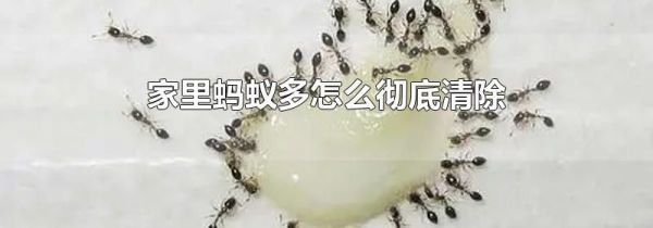 家里蚂蚁多怎么彻底清除