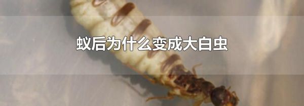 蚁后为什么变成大白虫