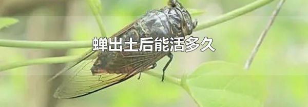 蝉出土后能活多久