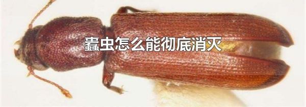蠹虫怎么能彻底消灭