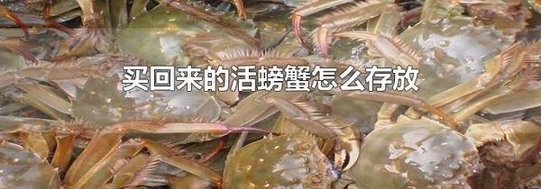 买回来的活螃蟹怎么存放