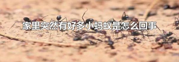 家里突然有好多小蚂蚁是怎么回事