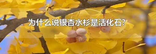 为什么说银杏水杉是活化石?