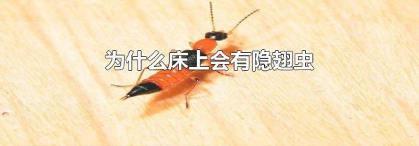 为什么床上会有隐翅虫