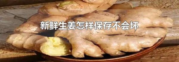 新鲜生姜怎样保存不会坏