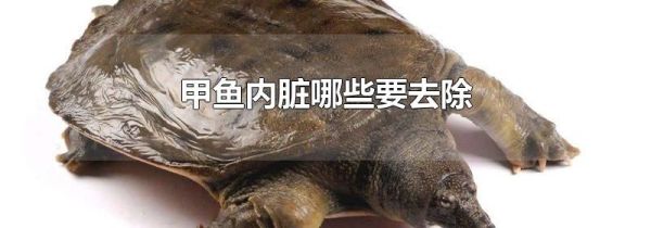 甲鱼内脏哪些要去除