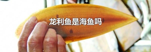 龙利鱼是海鱼吗